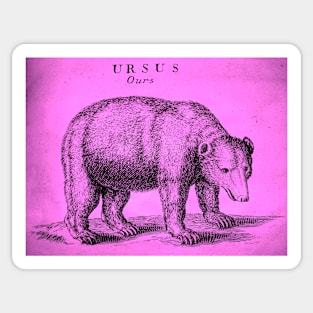 Pinkbear Antique Engraving Sticker